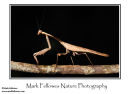 Preying mantis